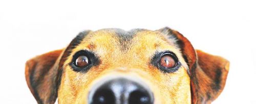 madrid centro veterinario madrid centro veterinario